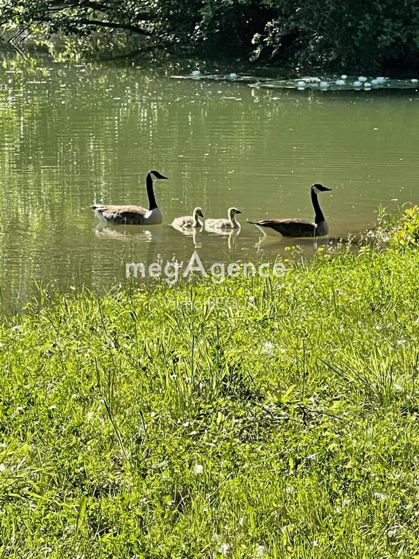 Miniature photo - 9 / 13