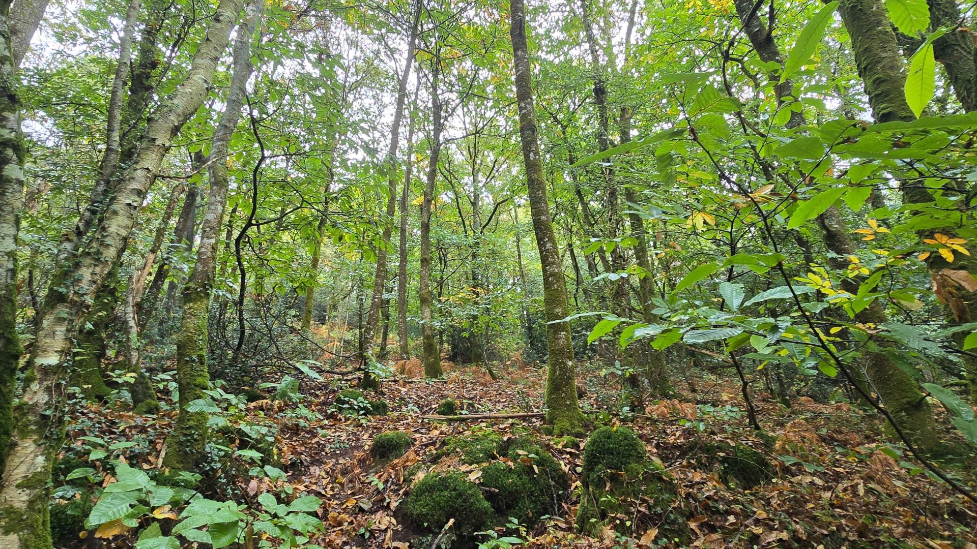 Miniature photo - 19 / 20