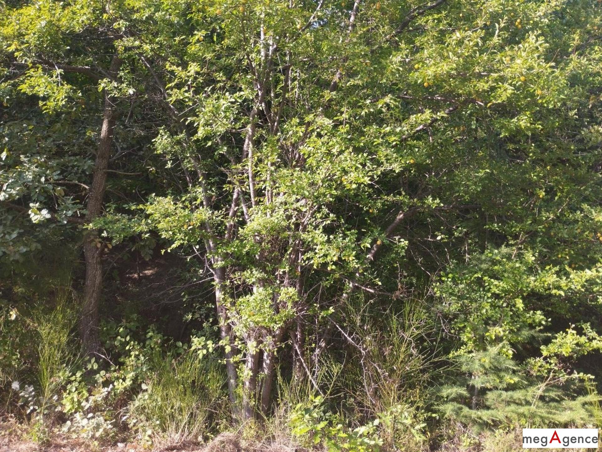 Miniature photo - 3 / 3