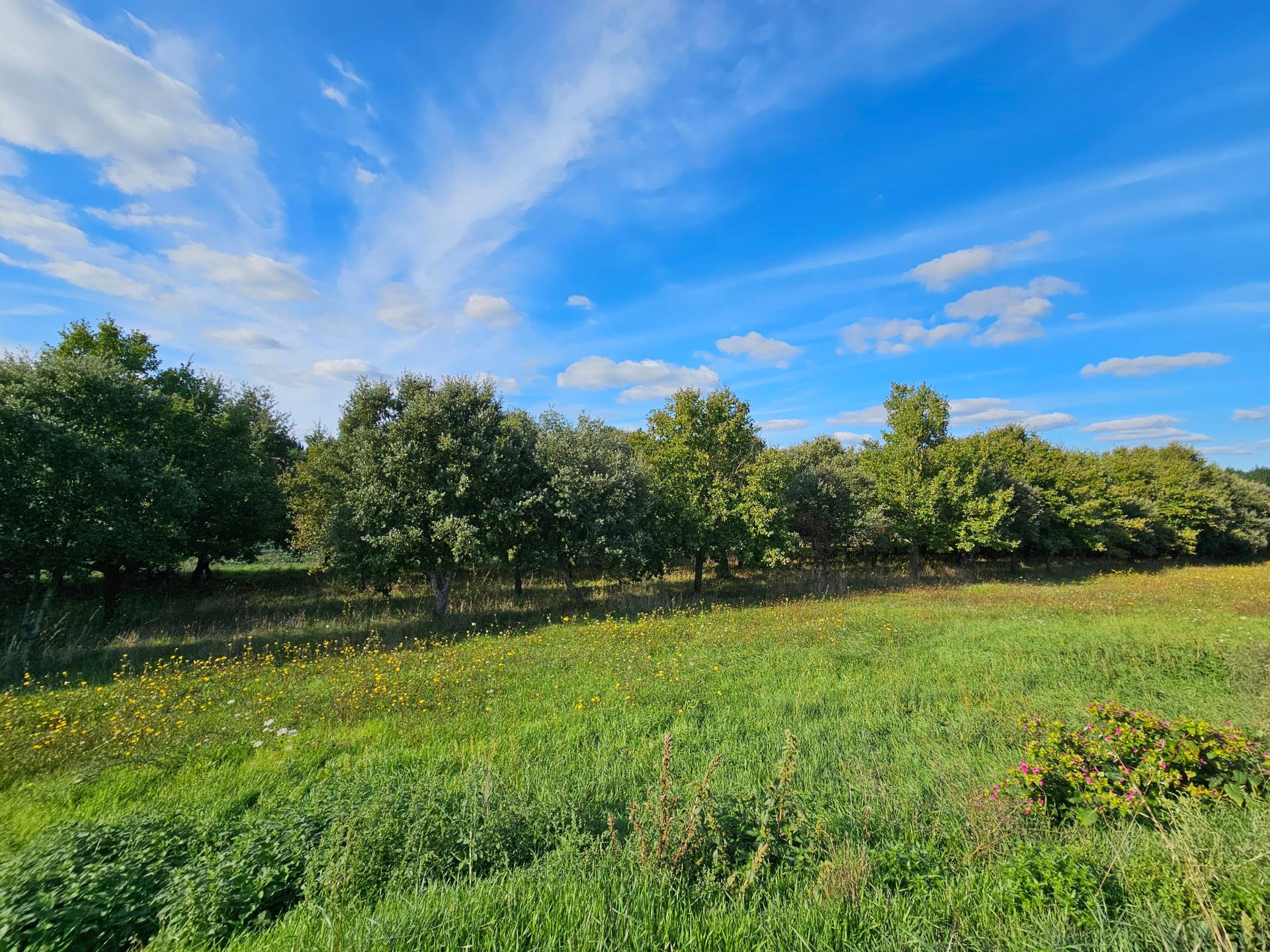 Miniature photo - 13 / 13