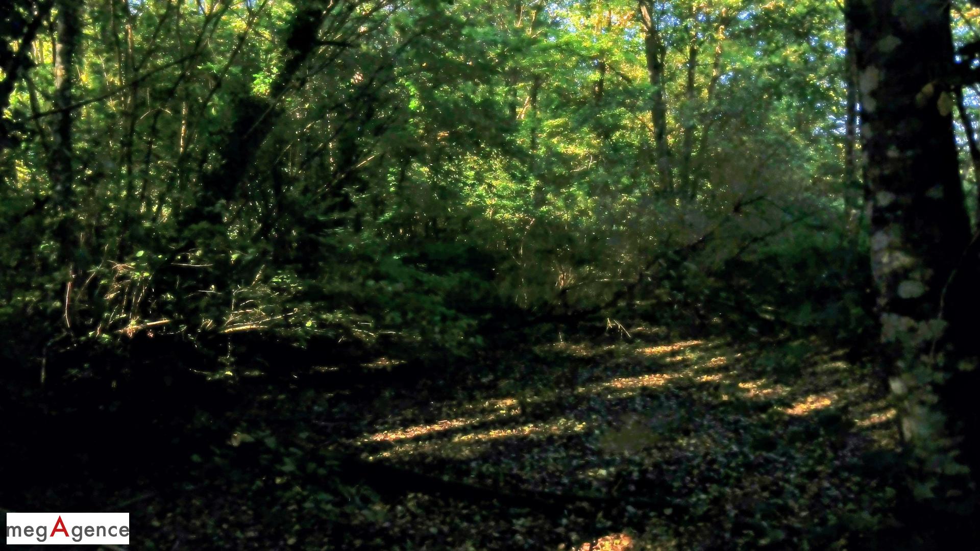 Miniature photo - 12 / 12