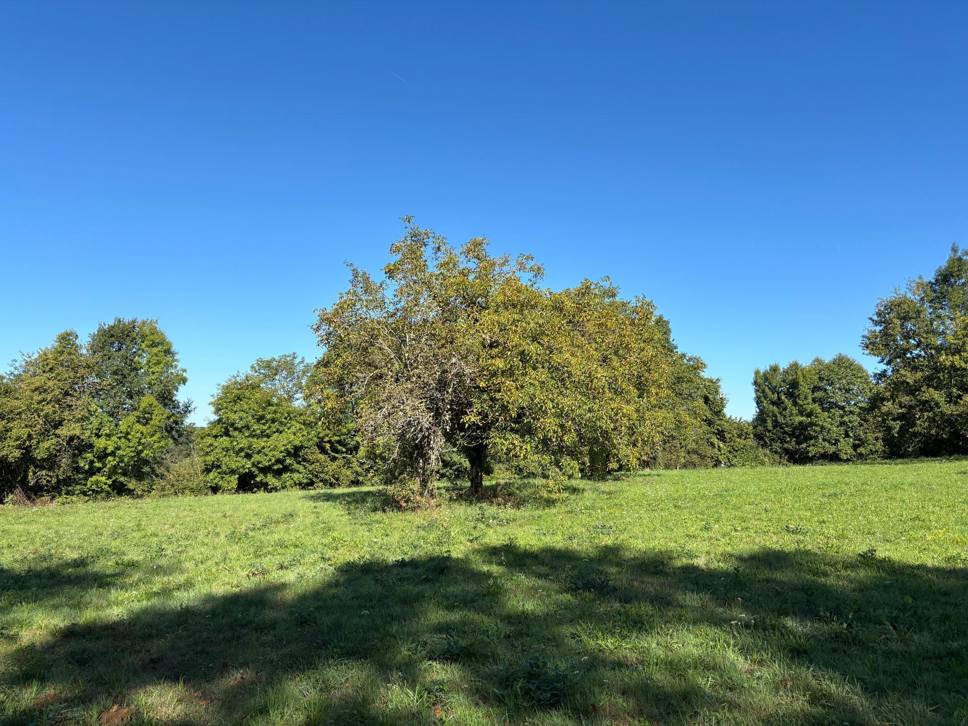 Miniature photo - 10 / 12