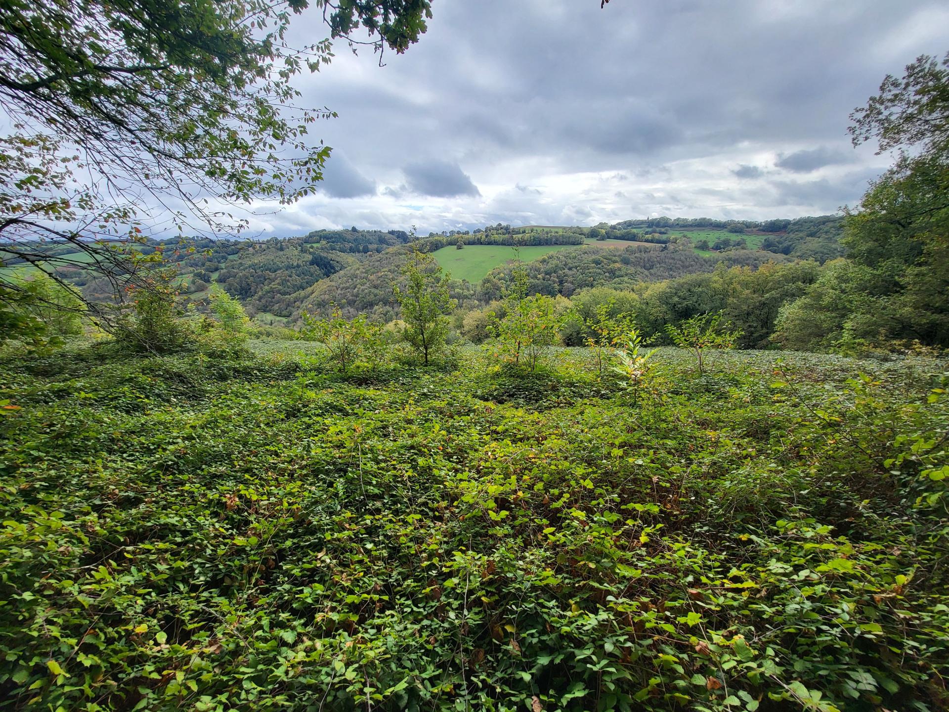 Miniature photo - 3 / 6