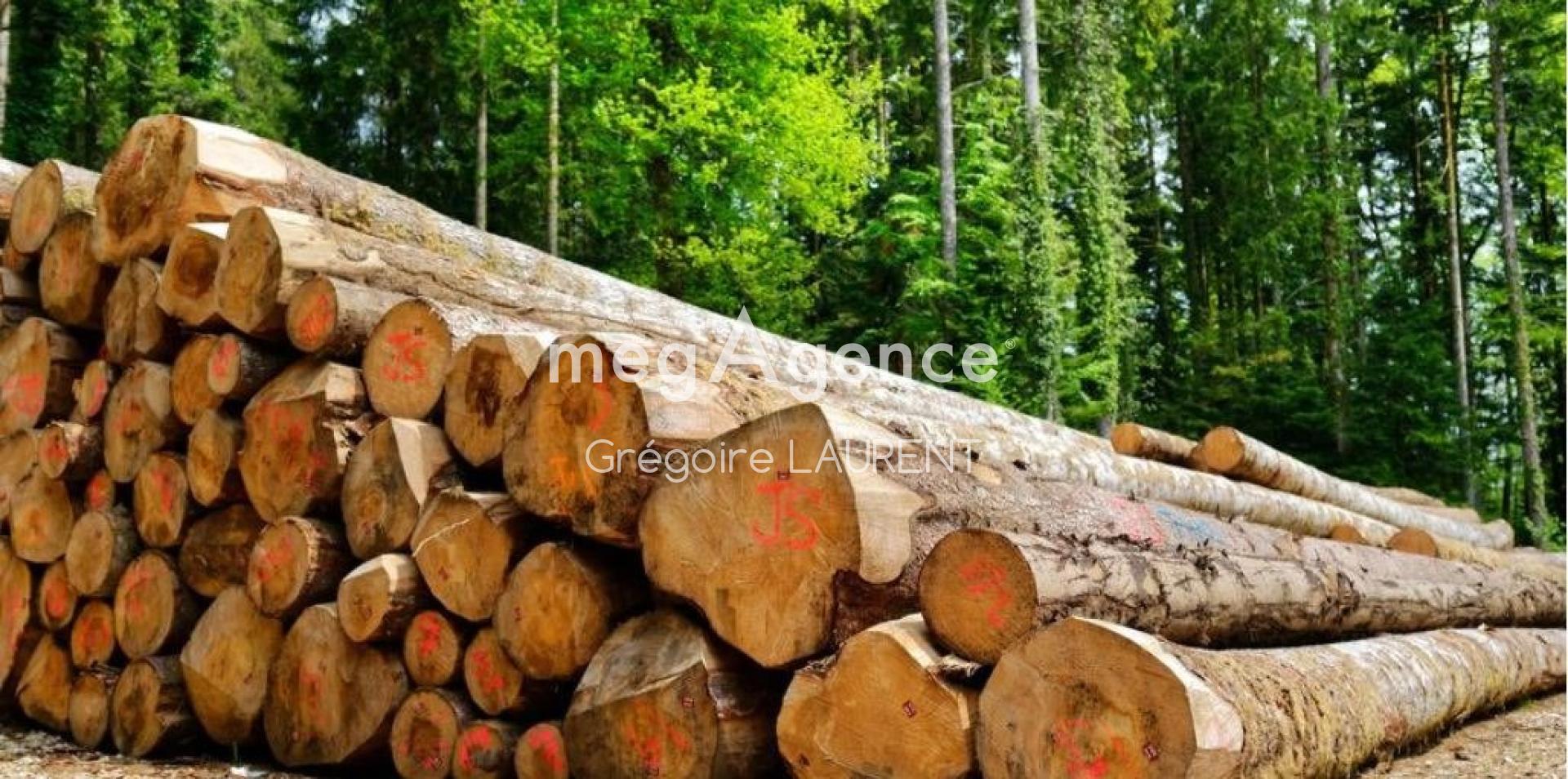 Miniature photo - 2 / 2