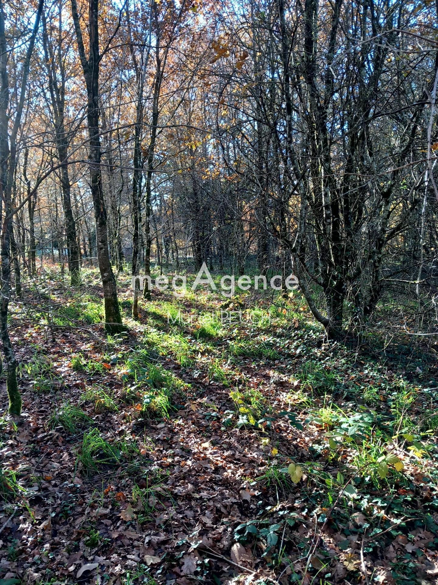 Miniature photo - 3 / 3