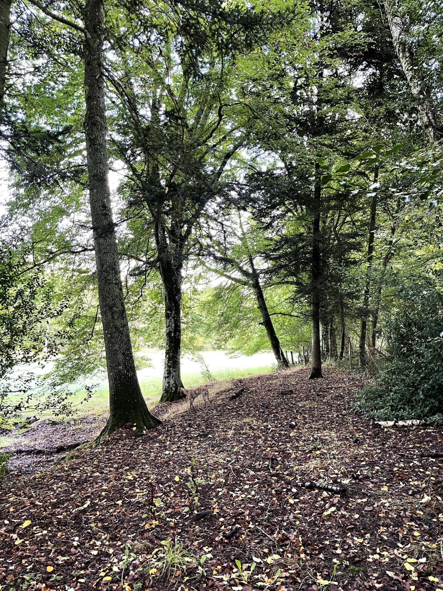 Miniature photo - 12 / 13