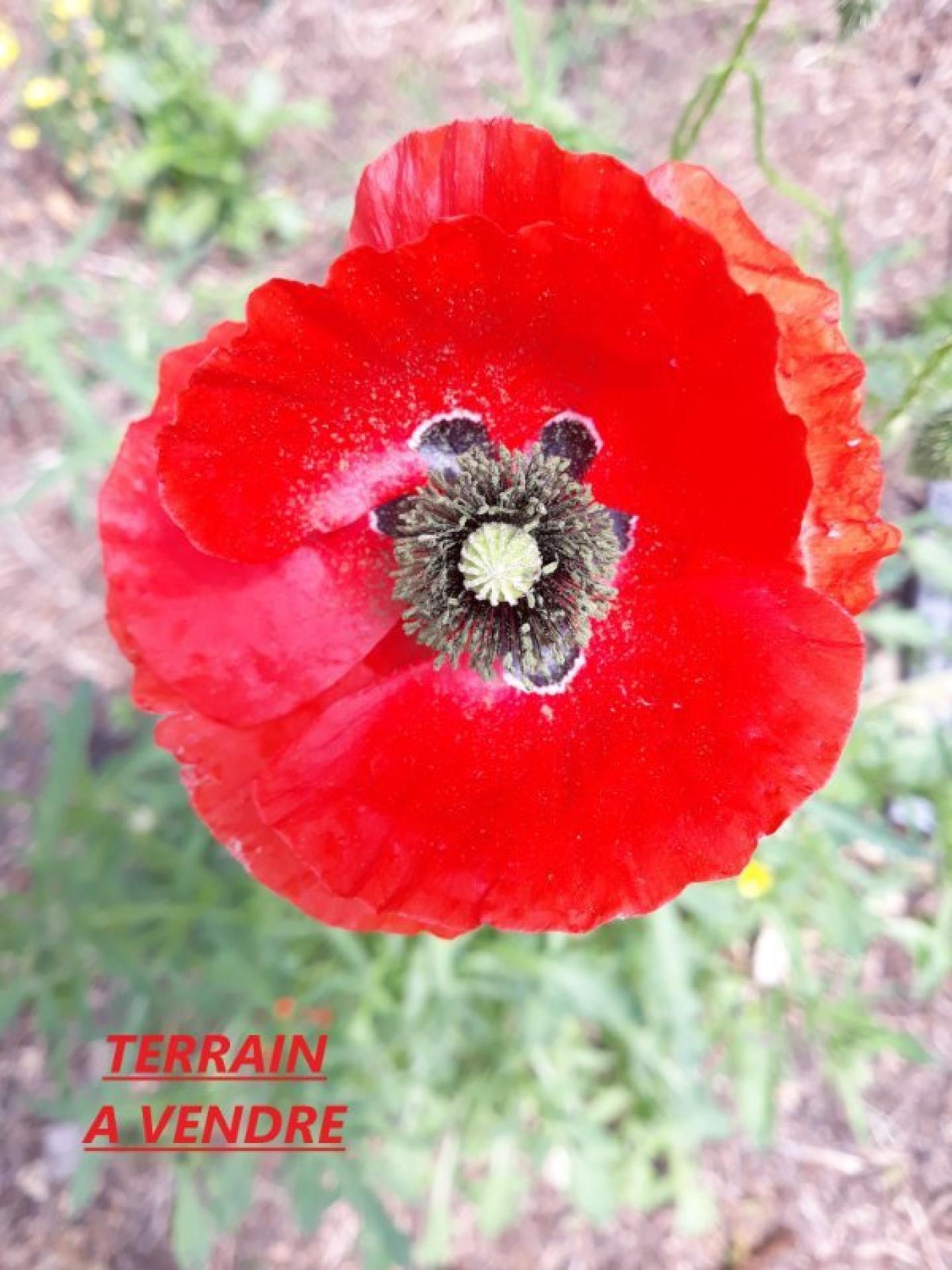 Miniature photo - 2 / 2