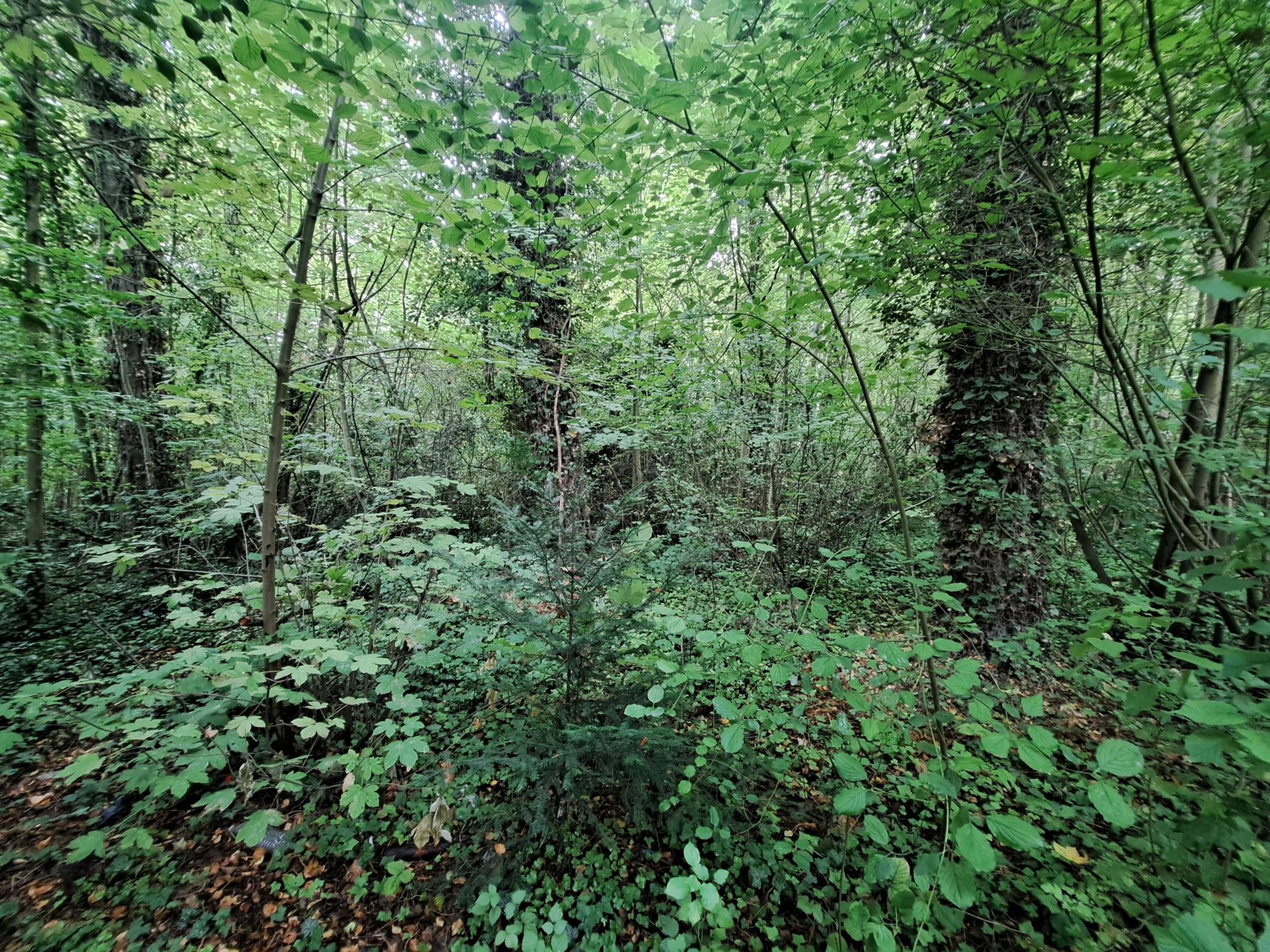 Miniature photo - 2 / 3