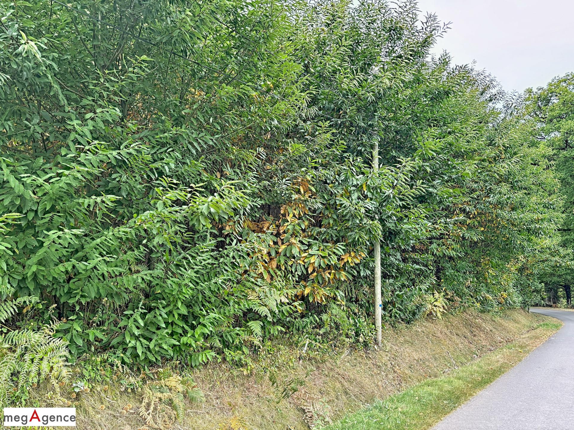 Terrain 1790 m² · à Saint-Mexant · 31 000 €